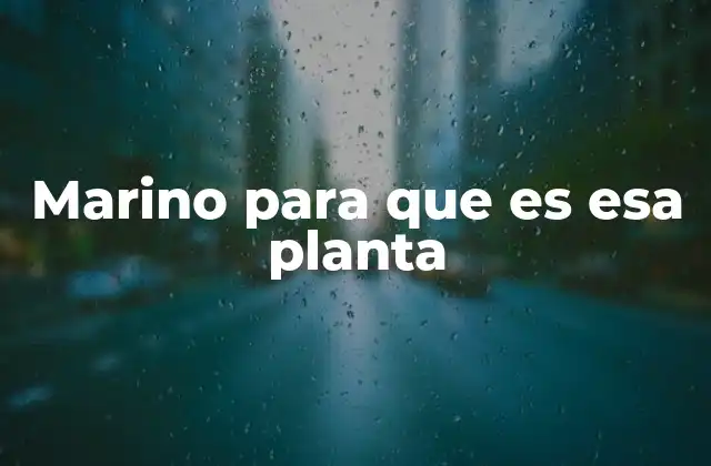 Marino para que es Esa Planta