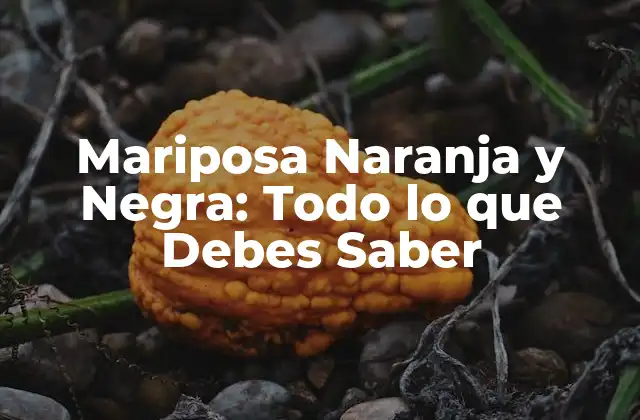 Características Físicas de la Mariposa Naranja y Negra