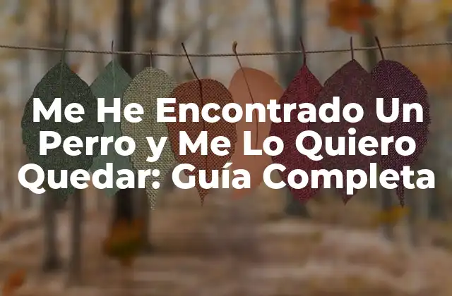 Me He Encontrado un Perro y Me Lo Quiero Quedar: Guía Completa