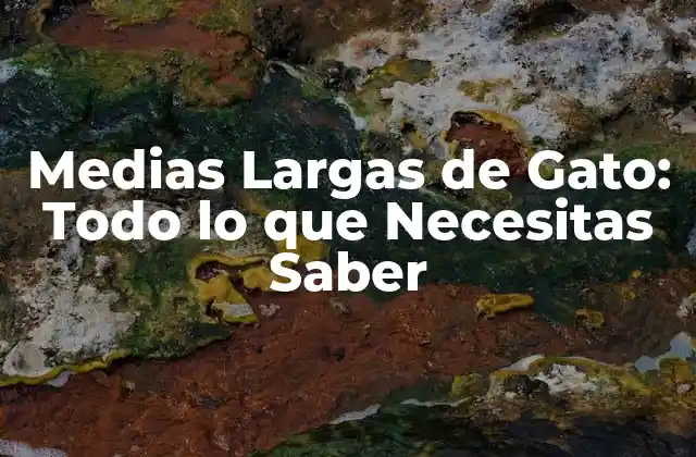 Medias Largas de Gato: Todo Lo que Necesitas Saber