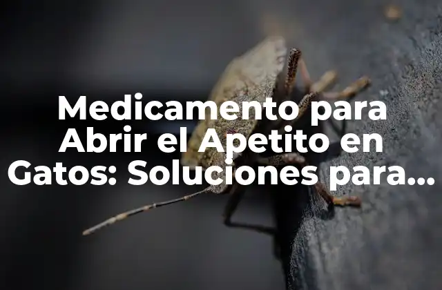 Medicamento para Abrir el Apetito en Gatos: Soluciones para la Anorexia Felina