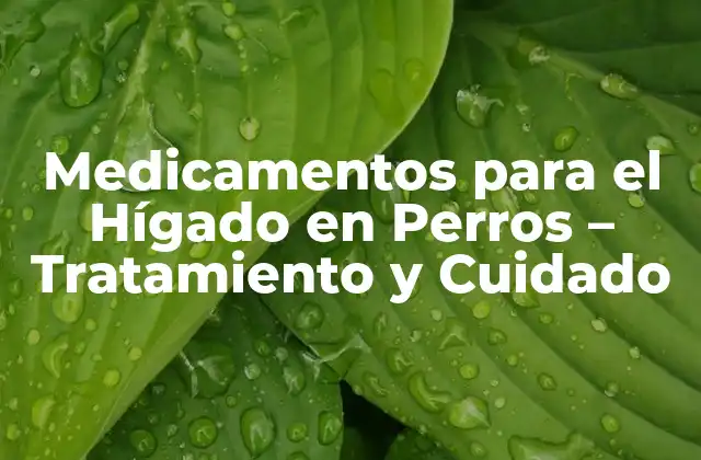Medicamentos para el Hígado en Perros – Tratamiento y Cuidado