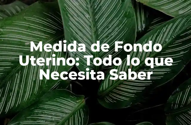 Medida de Fondo Uterino: Todo Lo que Necesita Saber