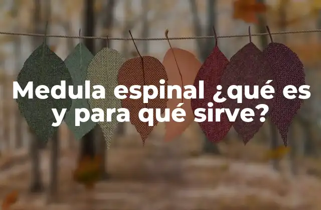 Medula Espinal ¿qué es y para Qué Sirve?