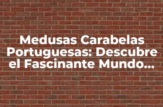 Medusas Carabelas Portuguesas: Descubre el Fascinante Mundo de las Naves Del Siglo Xv