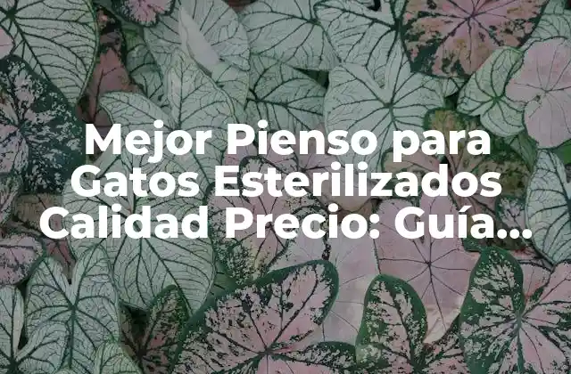 Mejor Pienso para Gatos Esterilizados Calidad Precio: Guía Completa