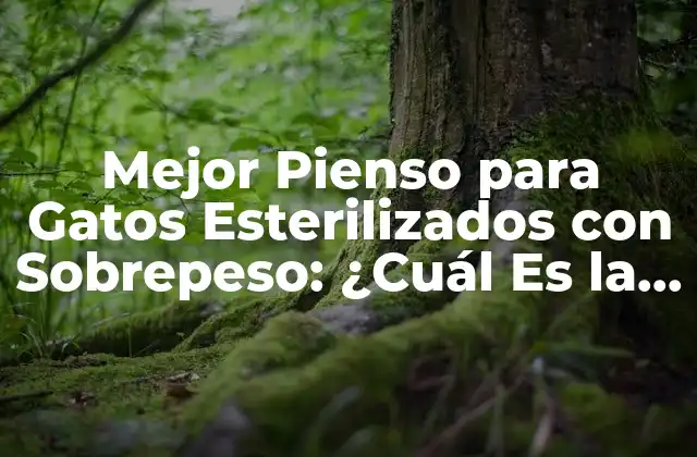 Mejor Pienso para Gatos Esterilizados con Sobrepeso: ¿cuál es la Opción Ideal?