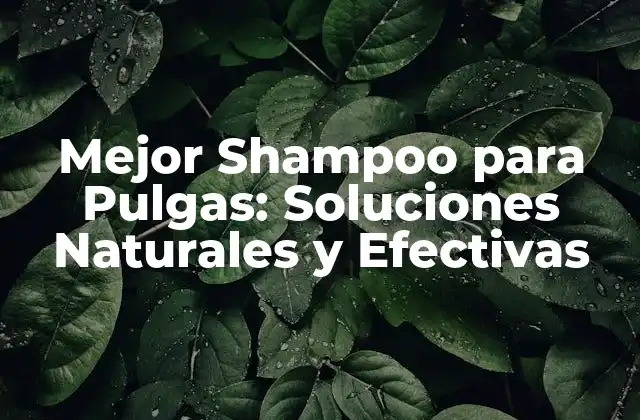 Mejor Shampoo para Pulgas: Soluciones Naturales y Efectivas