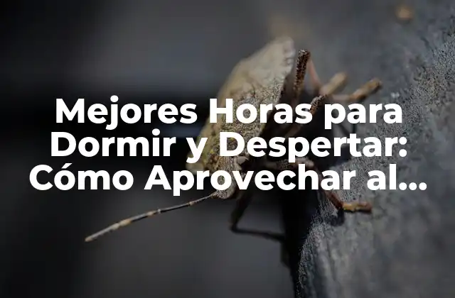 Mejores Horas para Dormir y Despertar: Cómo Aprovechar Al Máximo Tus Ciclos de Sueño
