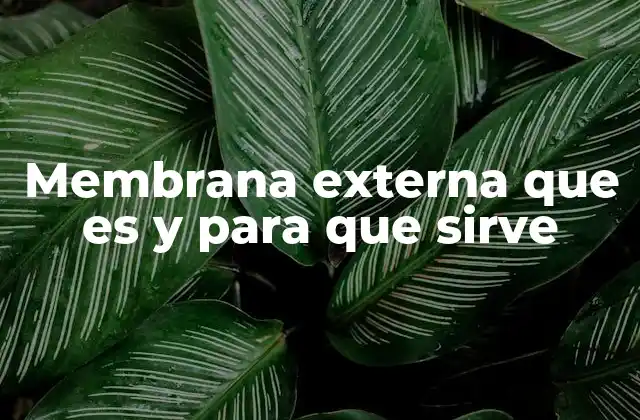 Membrana Externa que es y para que Sirve