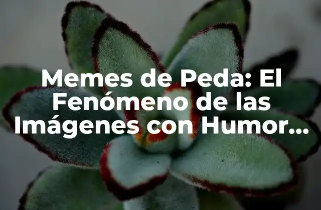 Memes de Peda: el Fenómeno de las Imágenes con Humor en Internet