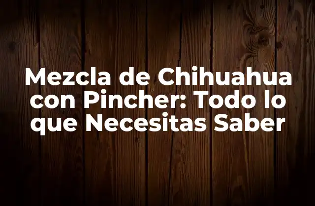 Mezcla de Chihuahua con Pincher: Todo Lo que Necesitas Saber