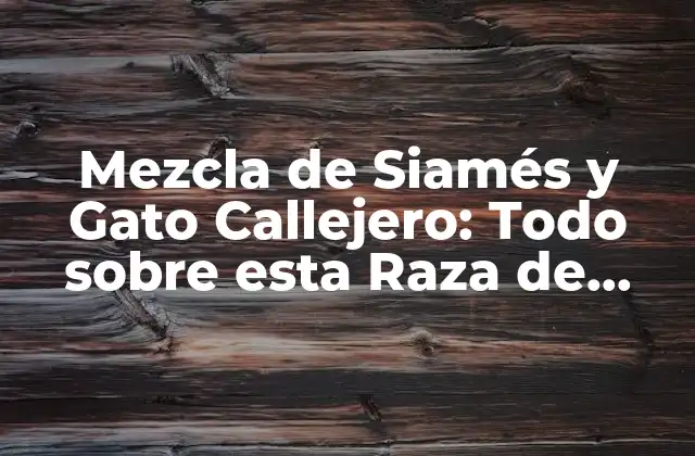 Mezcla de Siamés y Gato Callejero: Todo sobre Esta Raza de Gato Híbrida