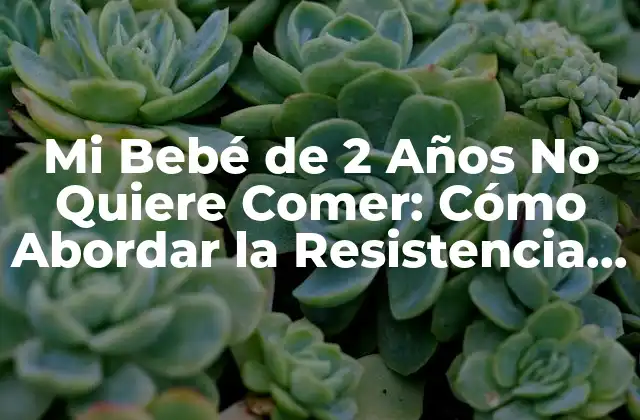 Mi Bebé de 2 Años No Quiere Comer: Cómo Abordar la Resistencia a la Alimentación en Niños Pequeños