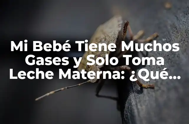 Mi Bebé Tiene Muchos Gases y Solo Toma Leche Materna: ¿qué Puedo Hacer?