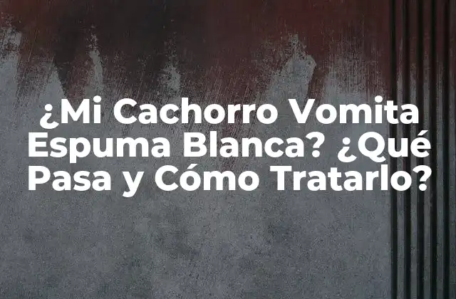 ¿mi Cachorro Vomita Espuma Blanca? ¿qué Pasa y Cómo Tratarlo?