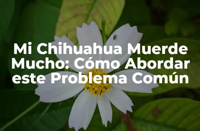 ¿Por qué Mi Chihuahua Muerde Tanto?