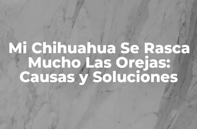 Mi Chihuahua Se Rasca Mucho las Orejas: Causas y Soluciones