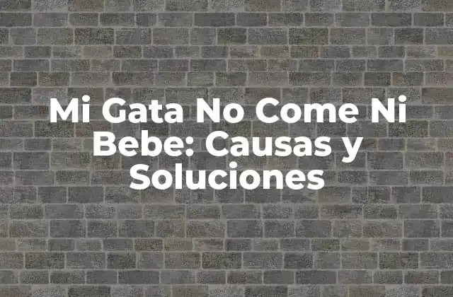 Mi Gata No Come ni Bebe: Causas y Soluciones