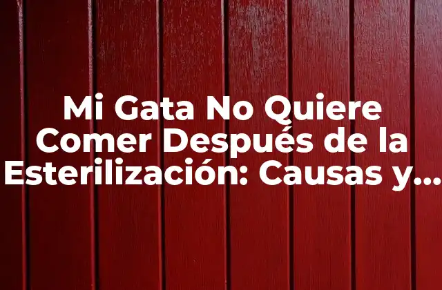 Mi Gata No Quiere Comer Después de la Esterilización: Causas y Soluciones