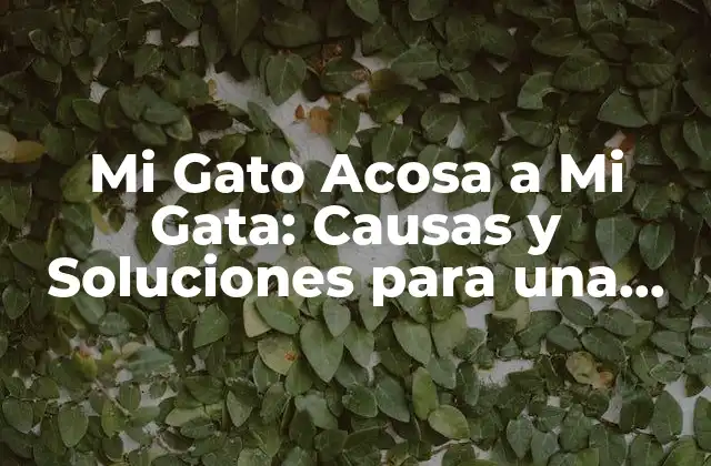 ¿Por qué mi Gato Acosa a Mi Gata?