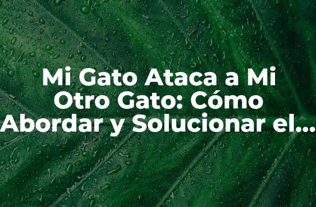 Mi Gato Ataca a Mi Otro Gato: Cómo Abordar y Solucionar el Problema 2 Causas Comunes de la Agresividad entre Gatos