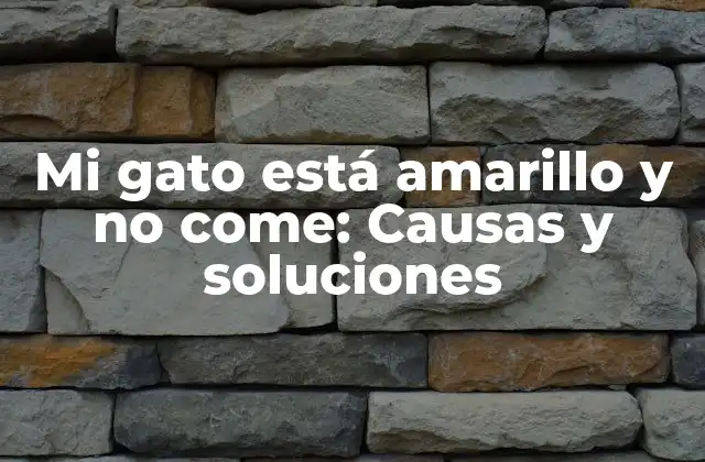 Mi Gato Está Amarillo y No Come: Causas y Soluciones