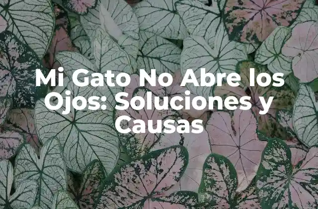 Mi Gato No Abre los Ojos: Soluciones y Causas