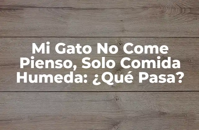 Mi Gato No Come Pienso, Solo Comida Humeda: ¿qué Pasa?