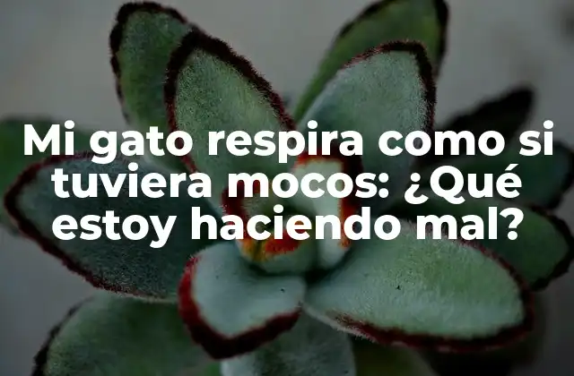 Mi Gato Respira como Si Tuviera Mocos: ¿qué Estoy Haciendo Mal? 2 ¿Qué son los mocos en los gatos?