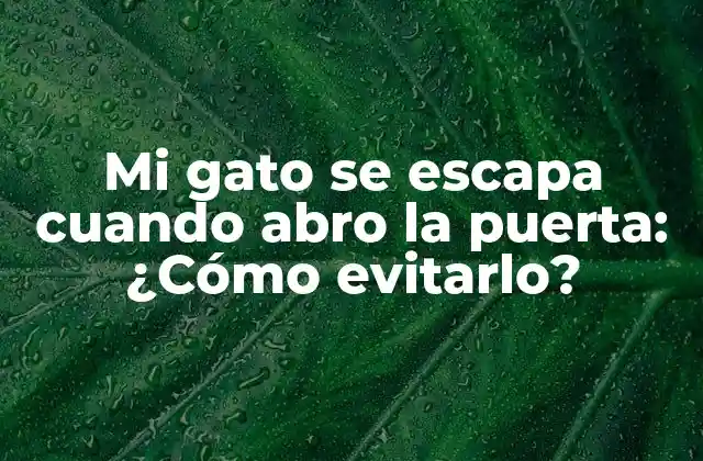 Mi Gato Se Escapa Cuando Abro la Puerta: ¿cómo Evitarlo?