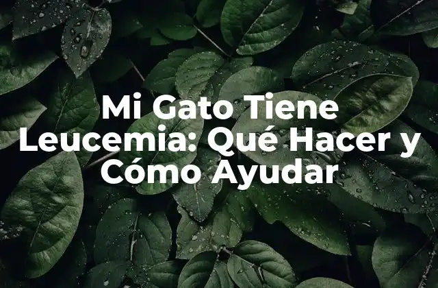 Mi Gato Tiene Leucemia: Qué Hacer y Cómo Ayudar