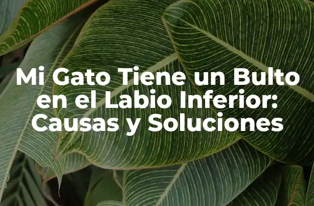 Mi Gato Tiene un Bulto en el Labio Inferior: Causas y Soluciones