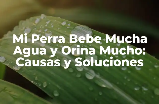 Mi Perra Bebe Mucha Agua y Orina Mucho: Causas y Soluciones 2 ¿Cuánta Agua Es Normal para un Perro?