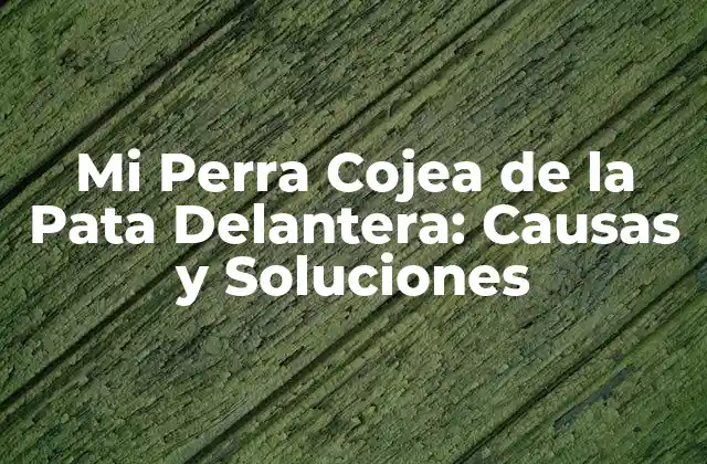 Mi Perra Cojea de la Pata Delantera: Causas y Soluciones