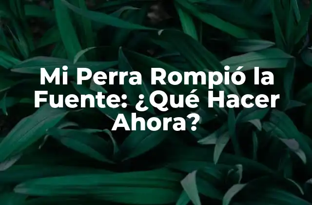 Mi Perra Rompió la Fuente: ¿qué Hacer Ahora? 2 Cómo Lidiar con la Situación Inmediatamente