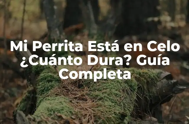 Mi Perrita Está en Celo ¿cuánto Dura? Guía Completa