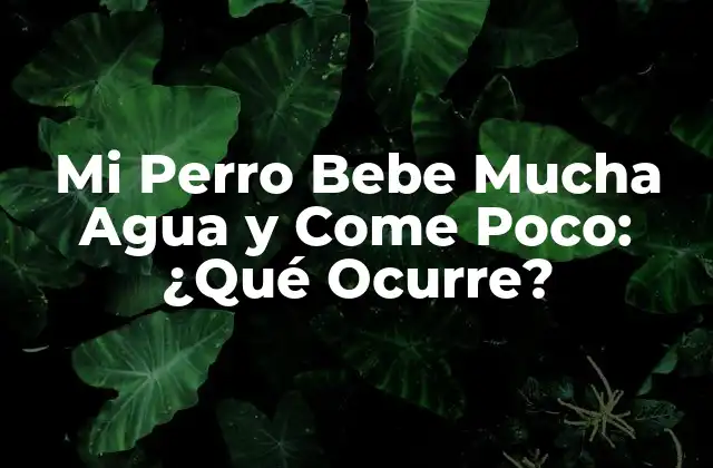 ¿Por qué es importante la ingesta de agua adecuada en perros?