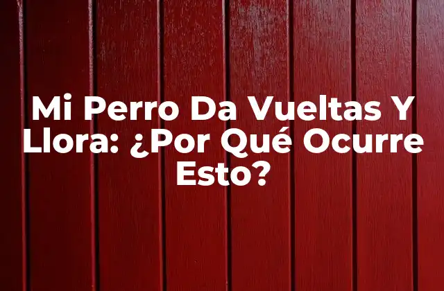 Mi Perro Da Vueltas y Llora: ¿por Qué Ocurre Esto?