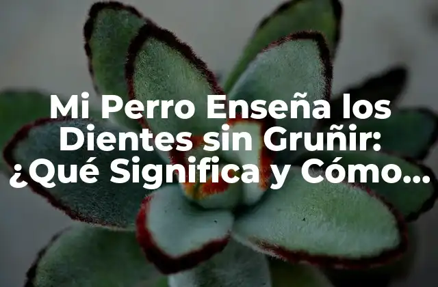 Mi Perro Enseña los Dientes sin Gruñir: ¿qué Significa y Cómo Abordarlo? 2 La Anatomía Canina: ¿Por Qué los Perros Tienen Dientes Tan Afilados?
