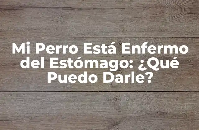 Mi Perro Está Enfermo Del Estómago: ¿qué Puedo Darle?