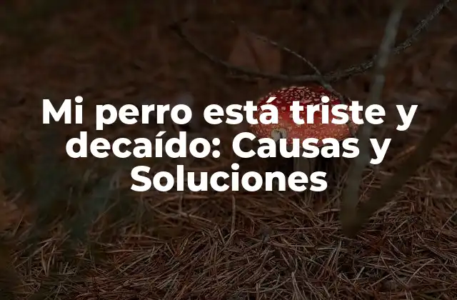 Mi Perro Está Triste y Decaído: Causas y Soluciones