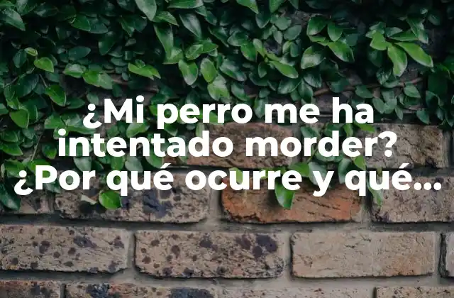 ¿mi Perro Me Ha Intentado Morder? ¿por Qué Ocurre y Qué Debo Hacer?