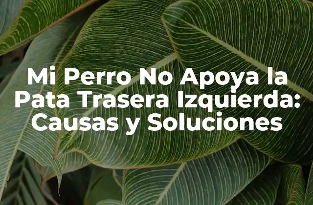 Mi Perro No Apoya la Pata Trasera Izquierda: Causas y Soluciones