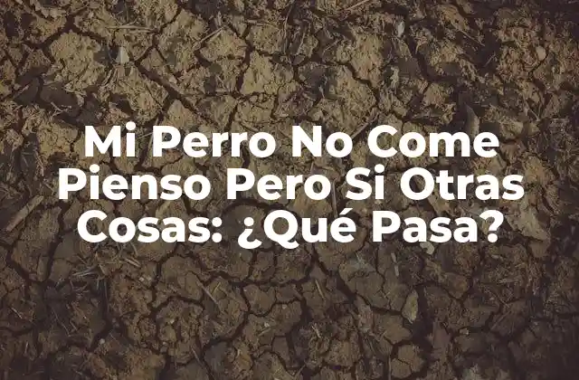 Mi Perro No Come Pienso pero Si Otras Cosas: ¿qué Pasa?