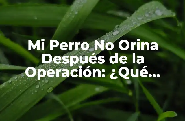 Mi Perro No Orina Después de la Operación: ¿qué Puede Estar Sucediendo?
