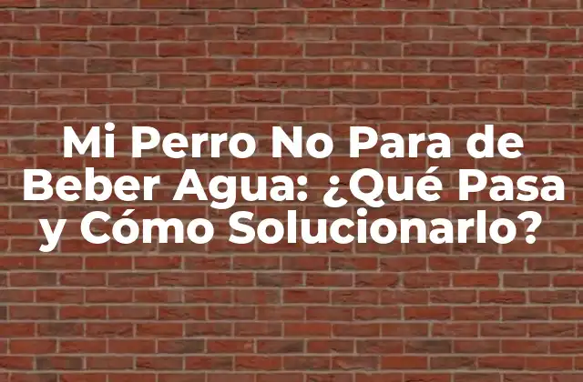 Mi Perro No para de Beber Agua: ¿qué Pasa y Cómo Solucionarlo?