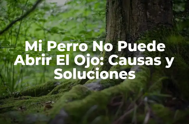 Mi Perro No Puede Abrir el Ojo: Causas y Soluciones