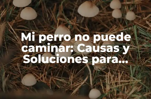 Mi Perro No Puede Caminar: Causas y Soluciones para Ayudar a Tu Mascota 2 ¿Cuáles son las señales de problemas de movimiento en perros?