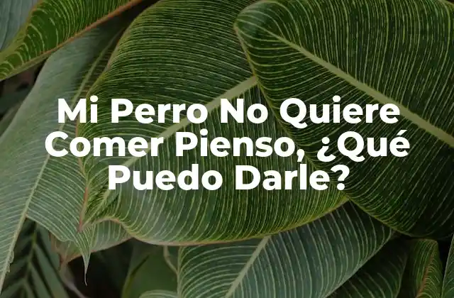 Mi Perro No Quiere Comer Pienso, ¿qué Puedo Darle? 2 Razones por las que tu perro no quiere comer pienso
